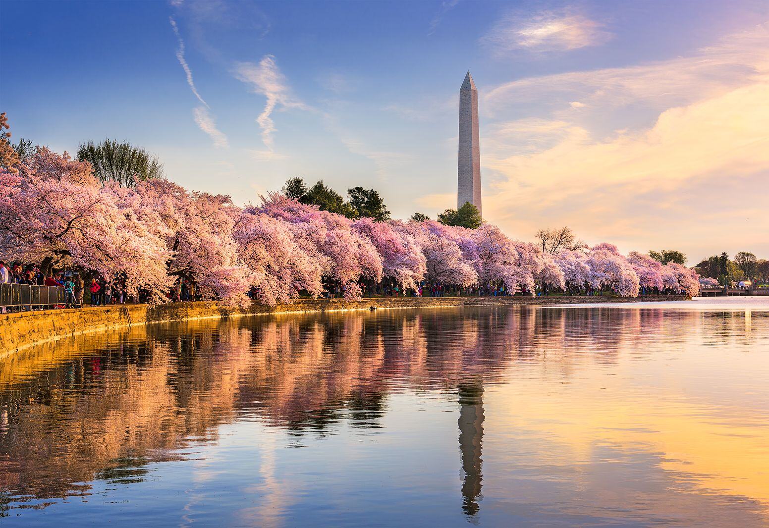 cherry blossoms in Washington DC